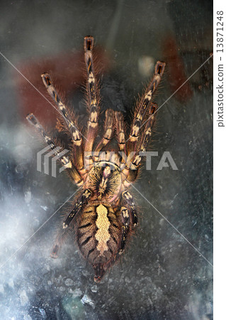 Spider Tarantula 13871248