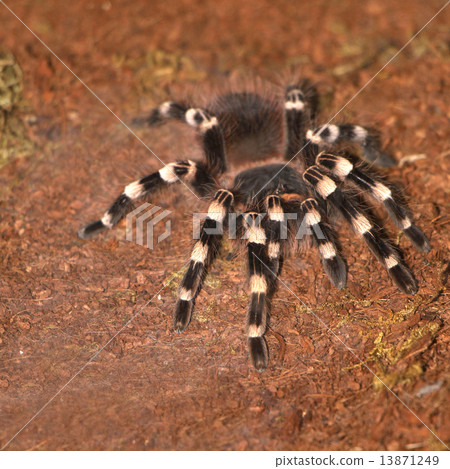 Tarantula 13871249