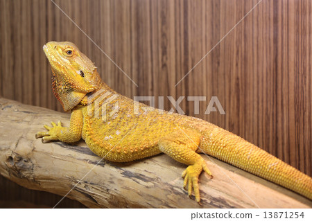 Yellow Bearded Dragon 13871254