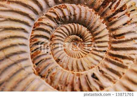 Amonite fossil background Amonite fossil background 13871701