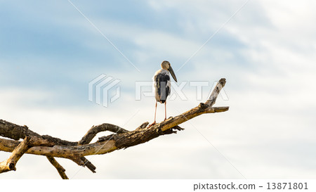 Asian Openbill (Anastomus oscitans) White bird standing alone Asian Openbill (Anastomus oscitans) White bird standing alone 13871801