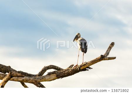 Asian Openbill (Anastomus oscitans) White bird standing alone Asian Openbill (Anastomus oscitans) White bird standing alone 13871802