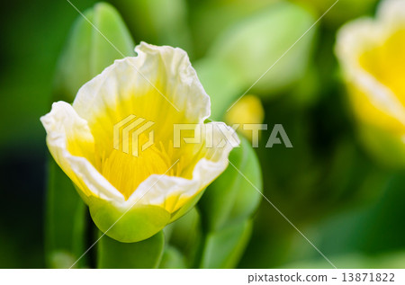 Yellow flower of Limnocharis flava 13871822
