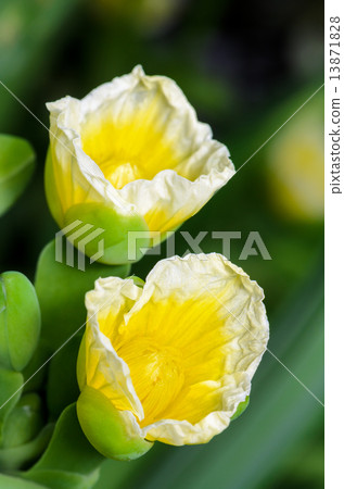 Yellow flower of Limnocharis flava 13871828