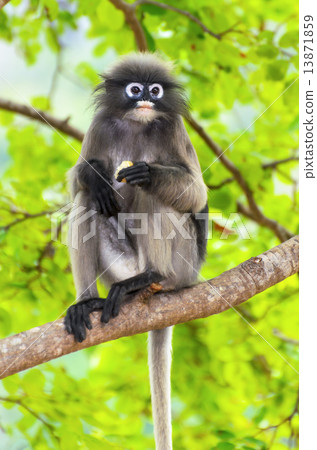 Dusky leaf monkey or Trachypithecus obscurus on tree 13871859