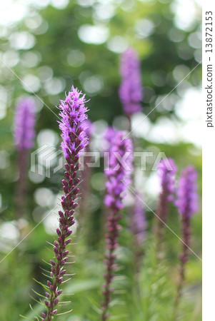 Realism Realism 13872153