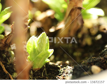 繡球花芽 繡球花芽 13872157