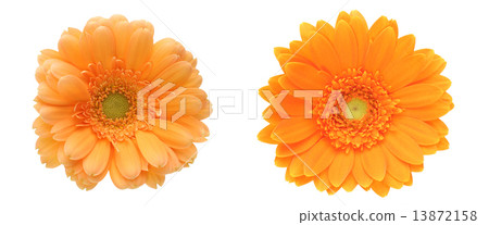 雛菊 雛菊 13872158