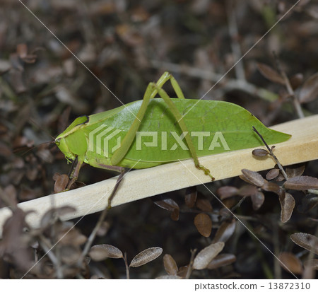 Leaf Bug 13872310