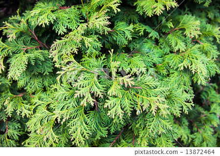 Evergreen juniper branches 13872464