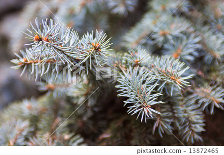 Branches of the Colorado blue spruce Branches of the Colorado blue spruce 13872465
