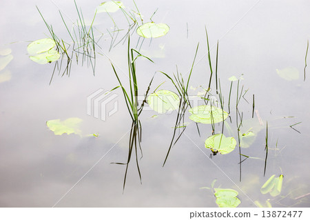Water surface with lily pads 13872477