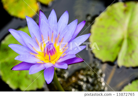 Purple Lotus flower ( Nymphaea Nouchali ) Purple Lotus flower ( Nymphaea Nouchali ) 13872765