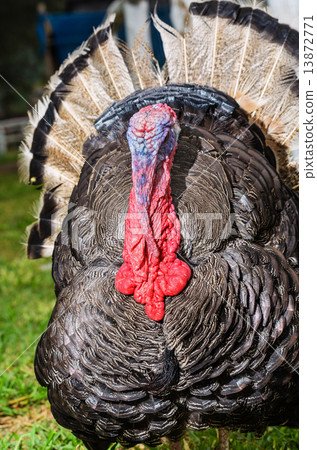 Male wild turkey Male wild turkey 13872771