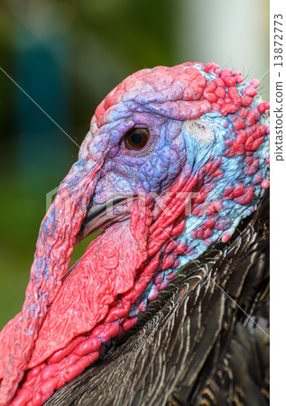 Closeup head of male wild turkey Closeup head of male wild turkey 13872773