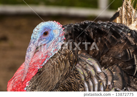 Male wild turkey 13872775