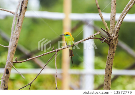Little Green Bee Eater bird 13872779