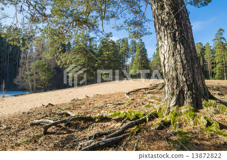 Spring landscape in a Baltic wood Spring landscape in a Baltic wood 13872822