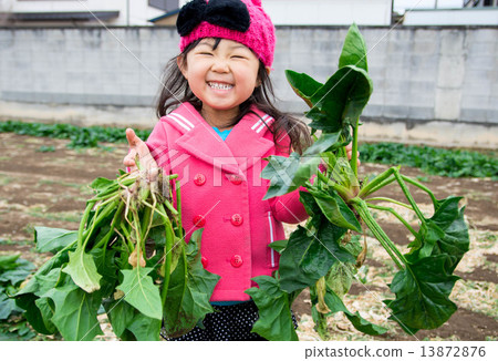 Harvest of spinach 13872876
