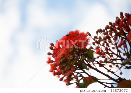Eucalyptus · blue sky background 13873072