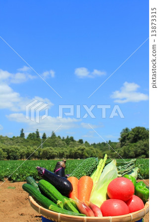 燦爛的夏日新鮮的夏季蔬菜在天空下 13873315