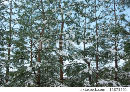 Snow scene Snow scene 13873561