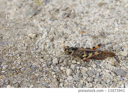 Tonosama beatta 13873941