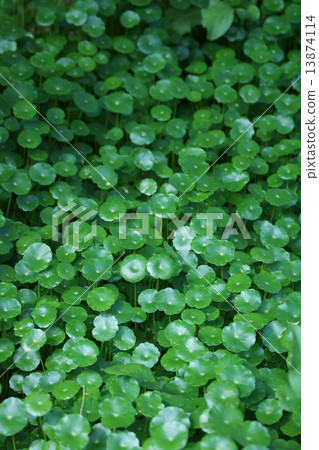 It is called a fan fan called Uchisanigusa water mushroom. 13874114