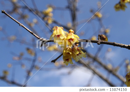 Signs of a halo 13874150