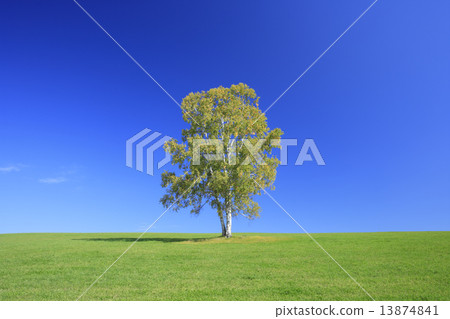 Hokkaido Biei-cho Prairie and a tree 13874841