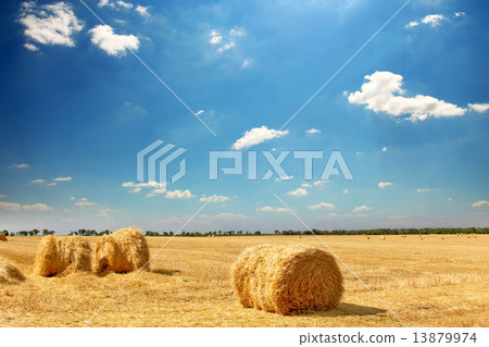 Golden Hay Bales in the countryside Golden Hay Bales in the countryside 13879974