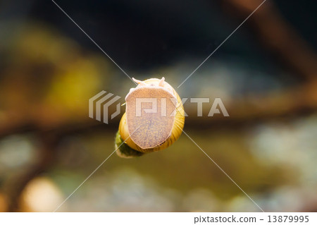 Tanishi stuck to the aquarium 13879995