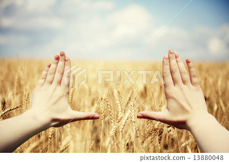 Hand's frame over the wheat field Hand's frame over the wheat field 13880048