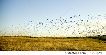 Birds over field at sunset. 13880299