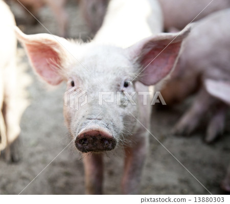 Ukrainian farm pigs Ukrainian farm pigs 13880303
