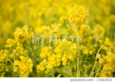 花強姦開花 花強姦開花 13881021