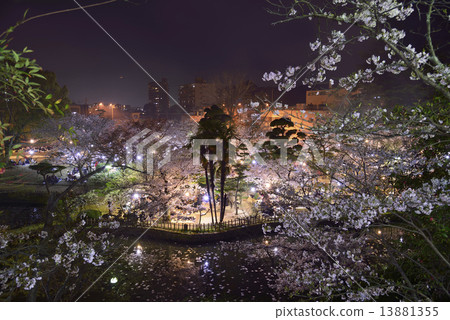 Dogo Park's evening cherry tree 13881355