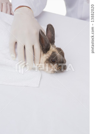 Veterinarian petting a cute rabbit 13882020