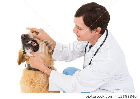 Veterinarian examining teeth of a cute dog Veterinarian examining teeth of a cute dog 13882846