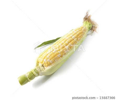 Corn 13887366