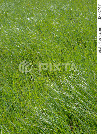 grass-land 13888747