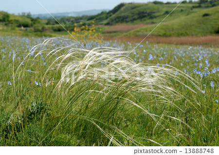 Meadow with feather grass 13888748