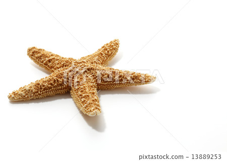 Starfish on white back Starfish on white back 13889253