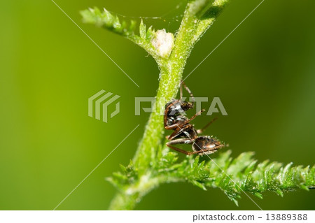 Resting ant 13889388