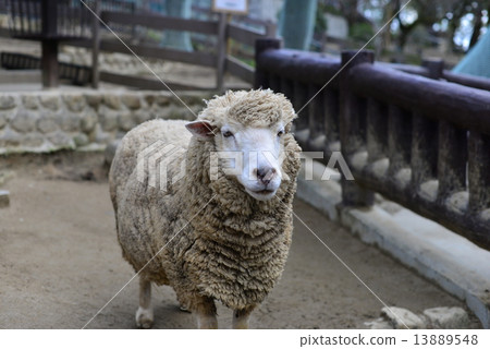 綿羊/日本第二小五月山動物園（免費） 13889548