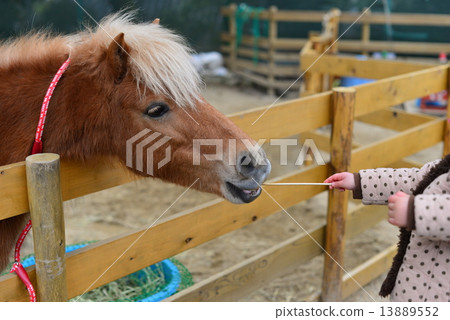 Horse / The second smallest May-Mountain zoo in Japan (free) 13889552