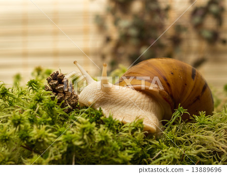Albino snail 13889696