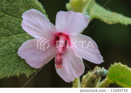 beautiful wild flower in forest beautiful wild flower in forest 13889756