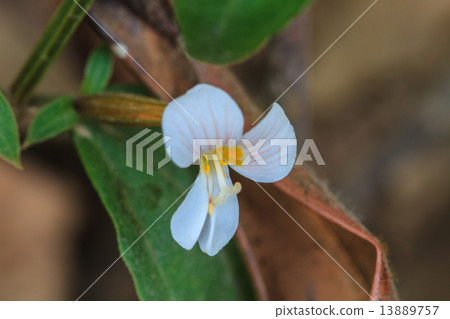 beautiful wild flower in forest beautiful wild flower in forest 13889757