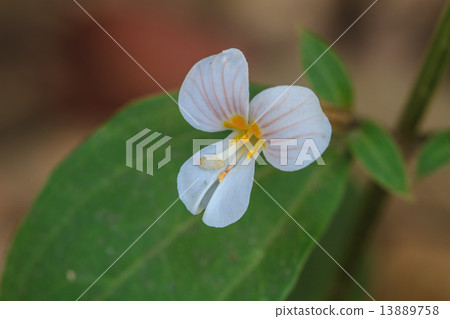 beautiful wild flower in forest beautiful wild flower in forest 13889758